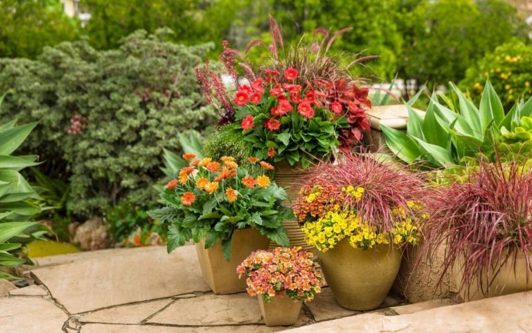 Navrhovanie záhrady s vaňou Tipy Kombinácia myšlienok Rastliny