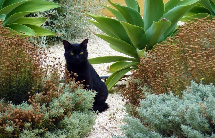 štrk-lôžko-vytvoriť-stredomorská záhrada-mačka-čierna-zem-pokrývka-suchý-vápenec