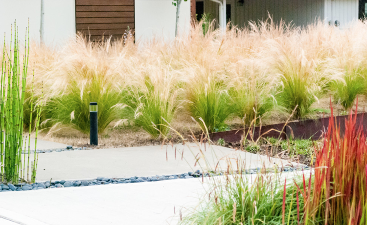 Nápady na štrkovú záhradu s betónovými doskami s okrasnými trávami ako chodníkom