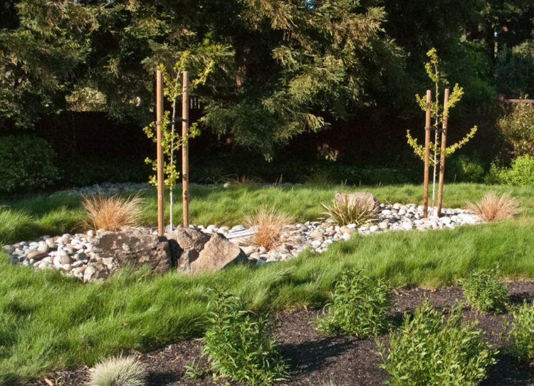 Okrasná tráva Festuca rubra ako náhrada trávnika okolo skalničiek