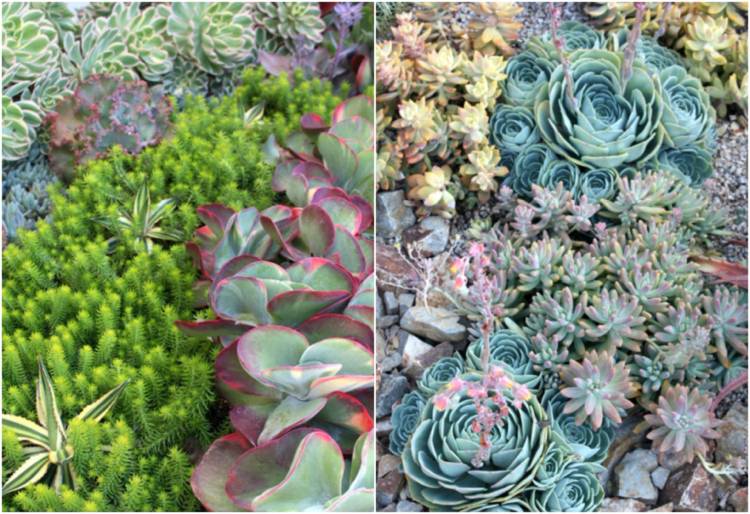 Nápady na štrkovú záhradu so sukulentmi rôznych tvarov