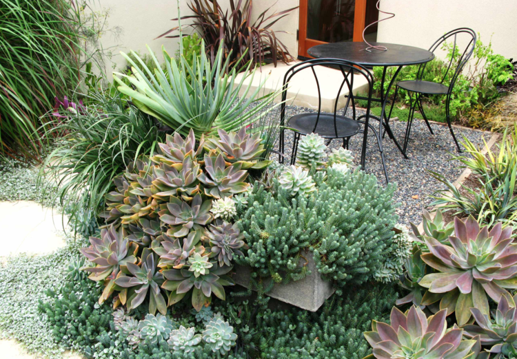 Sukulenty vyzerajú ako koraly