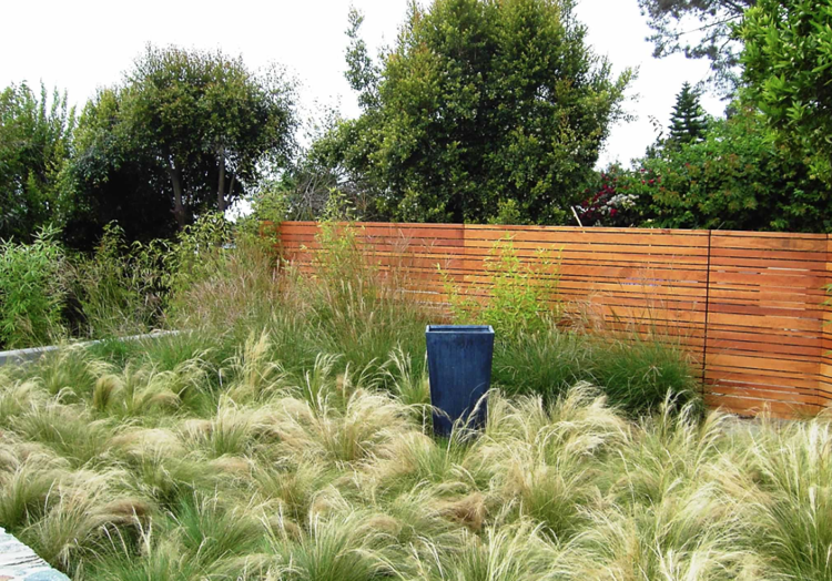 Mexická perová tráva v záhrade s jednoduchou údržbou