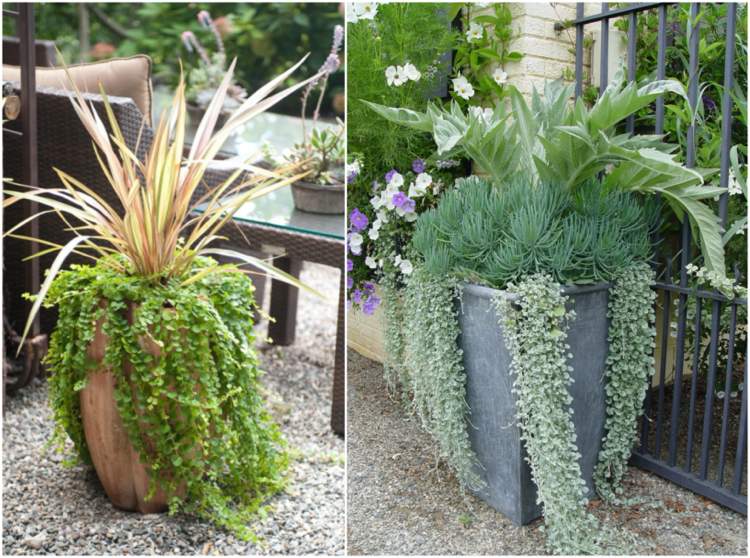 Nápady na štrkovú záhradu s rastlinami v kvetináčoch