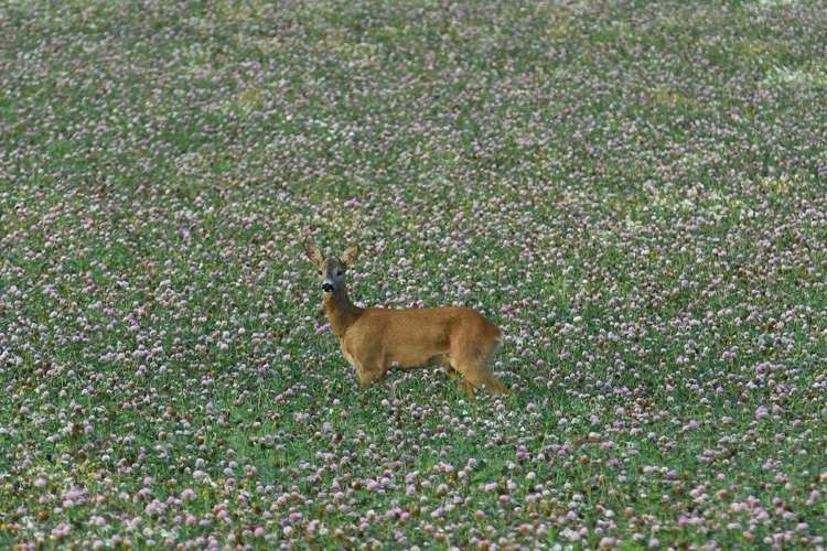 Jelene a srnce majú veľmi radi ďatelinové trávniky
