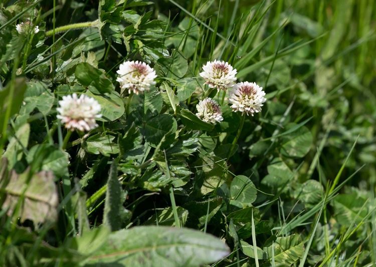 Ďatelina biela - Trifolium repens