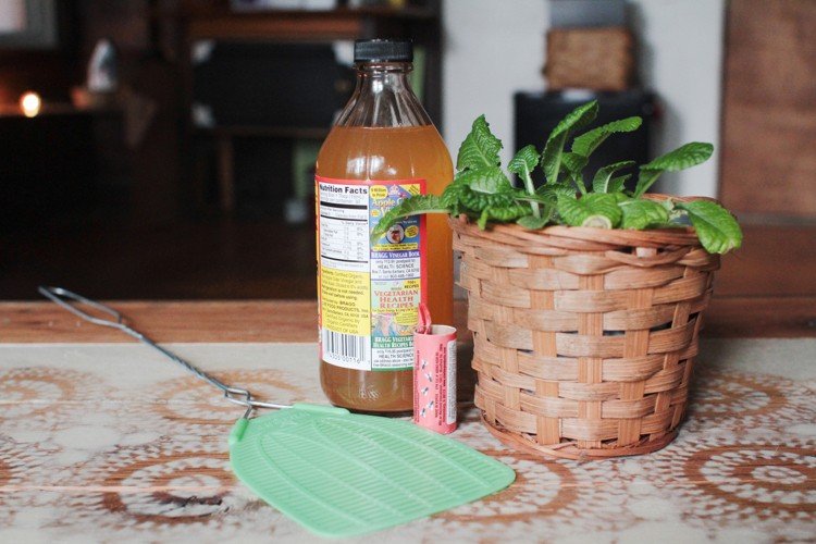 Muchy v črepníkoch-boj s domácimi prostriedkami-mucholapka-košík-ocot