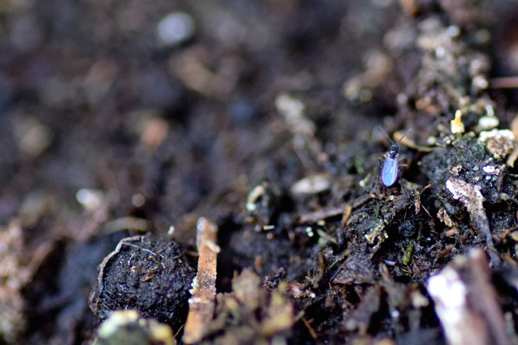 Moucha-zalievajúca pôda-boj-substrát-pôda-detail-zmes