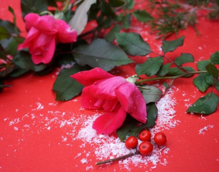 červené ruže zo záhrady alebo z kvetinárstva malé-červené-bobule-dekorácia-jeseň-zima-červené ruže