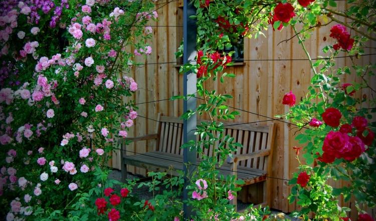 Horolezecké ruže-rastliny-lezenie-pomoc-pletenie-drôt