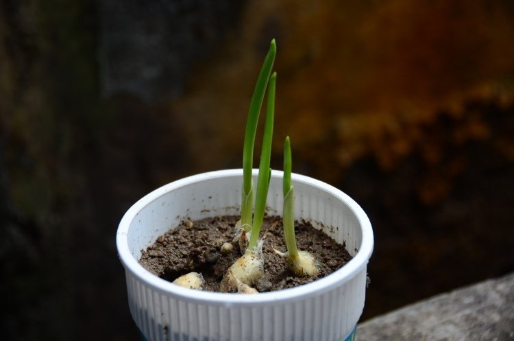 Pestovanie cesnaku - ľahko udržiavateľná rastlina v kvetináči Cesnak-pestovanie-kvetináč-balkón-výsadba-jednoduché