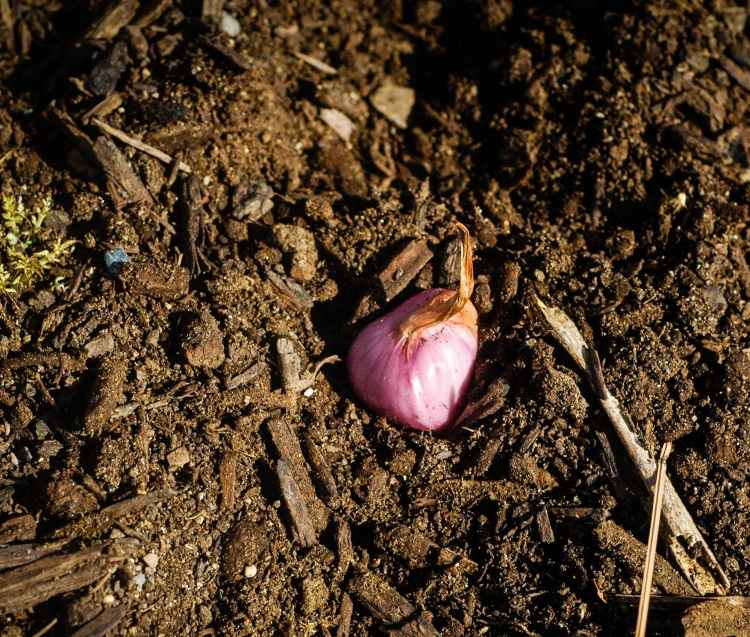 Pestovanie cesnaku - dbajte na správnu odrodu Cesnak-pestujte-sami-ľahko sa staráte-rastlina-záhrada-ružovo-zemitá-voľná