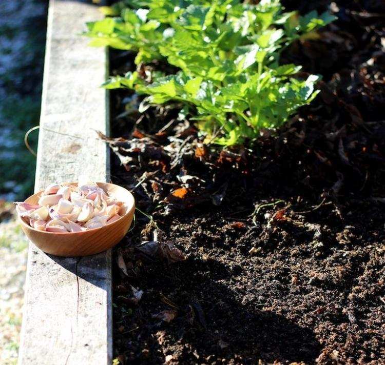 Vypestujte si cesnak a vypestujte si ho sami doma pestovanie cesnaku-pestovanie-doma-pestovanie-zahradničení-záhradníctva-pestovanie-sami