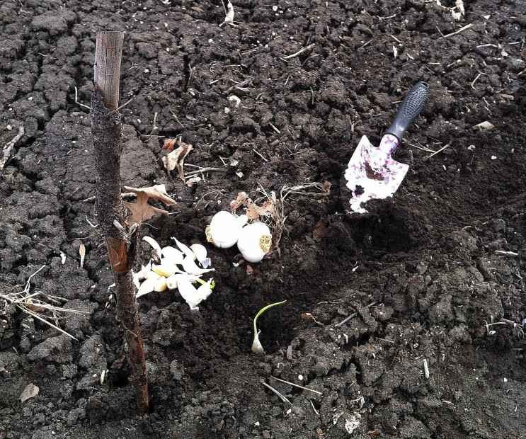 Pestovanie cesnaku - nenáročná rastlina vo vašej záhrade Cesnak-pestovanie-nenáročná-starostlivosť-rastlina-jar-záhradníctvo-suché