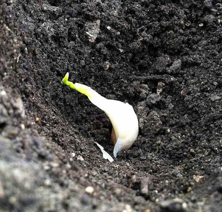 Dajte na cesnak Cesnak-pestovanie-sadenie-nenáročná-záhrada-zemina-sami
