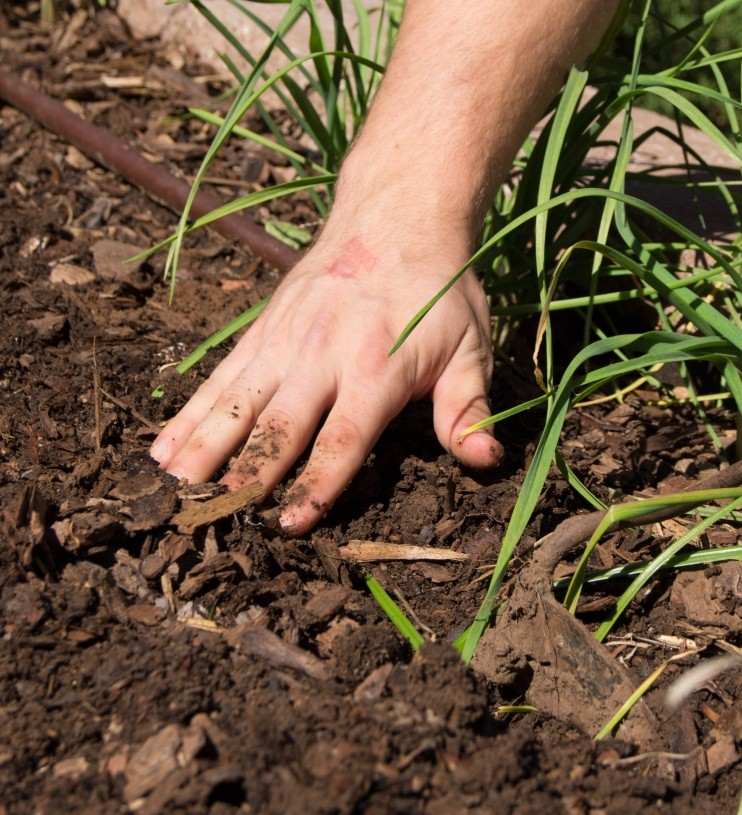 Pestovanie cesnaku - jednoduché Cesnak-pestovanie-výsadba-nenáročná-starostlivosť-rastlina-záhrada-kyprá pôda