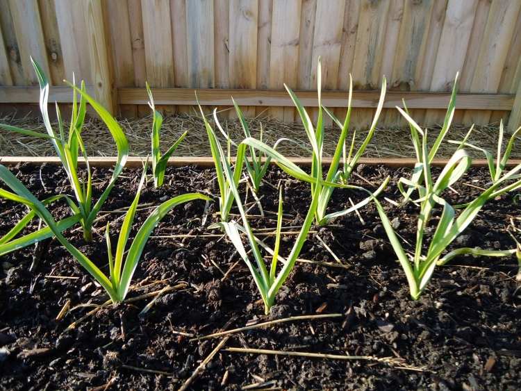 Pestovanie cesnaku na dvore Cesnak-pestovanie-nenáročná-starostlivosť-rastlina-záhrada-mladá-zelená