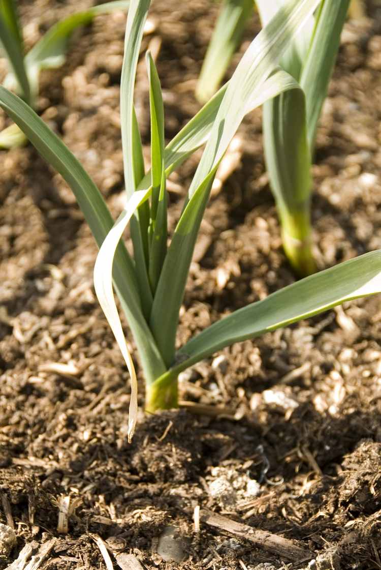 po 9 mesiacoch je cesnak pripravený na konzumáciu pestovanie-cesnak-nenáročná-rastlina-jun-fuehling-jesenná pôda