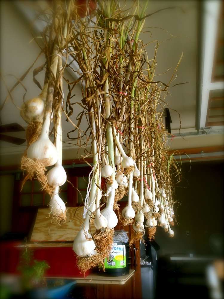 Cesnak necháme vyschnúť Cesnak-pestovanie-jednoduchá starostlivosť-cesnak-sušenie-zavesenie