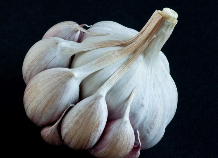 Pestujte a konzumujte cesnak Rastúci cesnak-ľahko ošetrujúca rastlina-veľký strúčik cesnaku