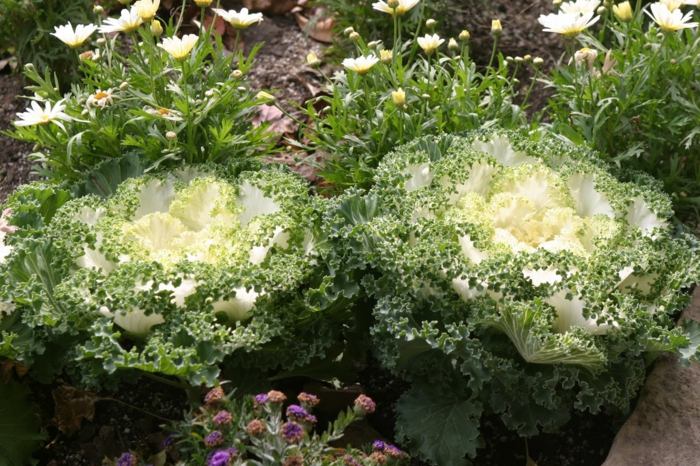 vytvorte zeleninovú záhradnú kapustovú rastlinu zelenú bielu