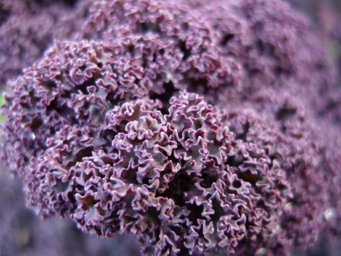 fialová fialová farba kapustové rastliny farebné záhradné tipy