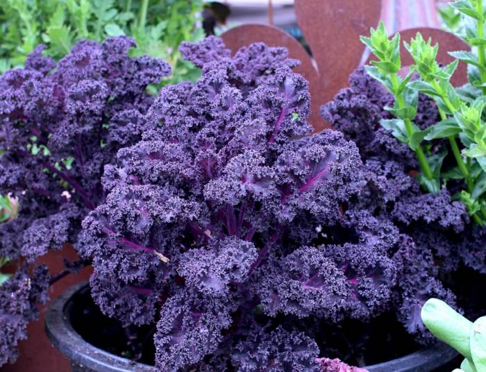 kapustové rastliny purpurové strapaté hrnce záhradné tipy