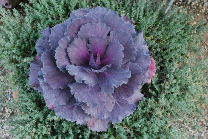 hladké listy kapusty okraj stočený zelenina nápad začiatočníci