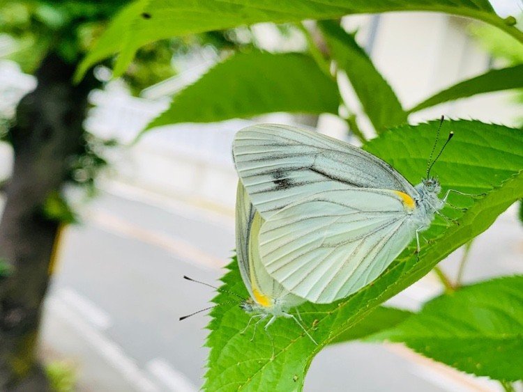 Kapustový biely motýľ šíri požadovaný plagát a všeobecné informácie