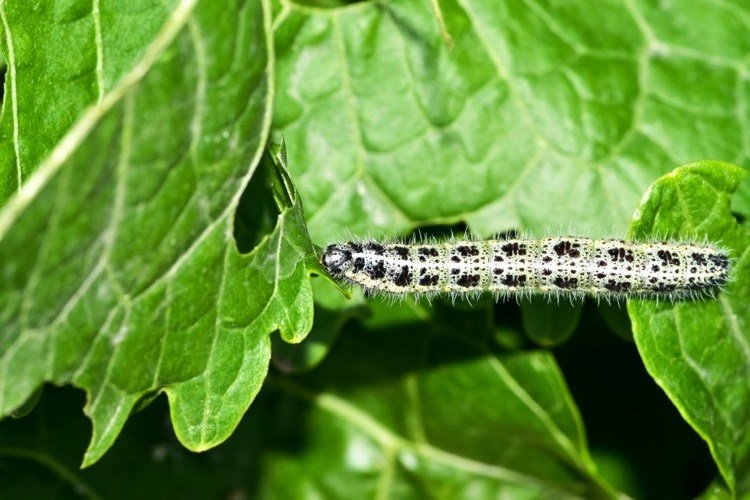 Odháňajte húsenice v kapuste biologickými prostriedkami