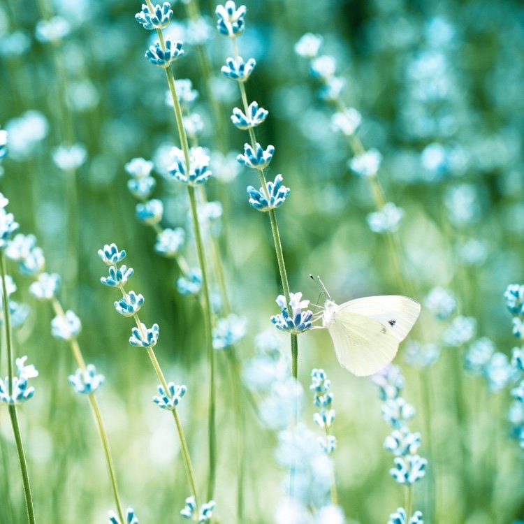 Húsenica húsenice kapusty bielej v kuchynskej záhrade