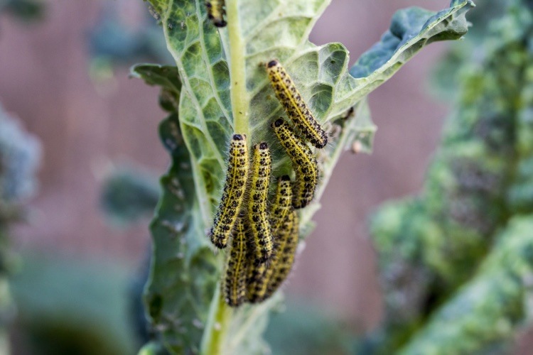 Keď kuklí kapustu biele húsenice