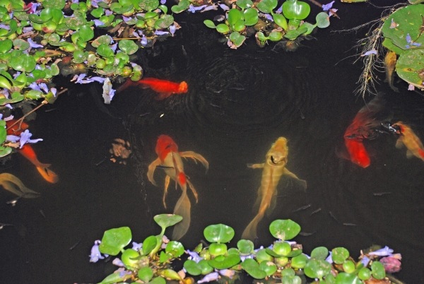 Stavebný sprievodca pre veľkosť hĺbky rybníka Koi