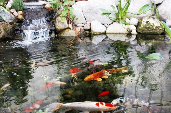 Ako vytvoriť dobrý filtračný systém-tipy pre rybník Koi