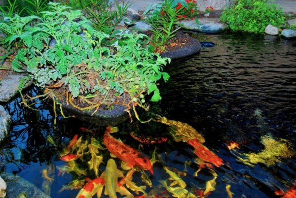 Koi záhradné jazierko tvorba záhradných nápadov