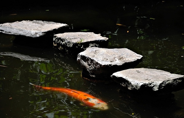 Kaprový rybník-vytvorte nášľapné kamene Koi ryby