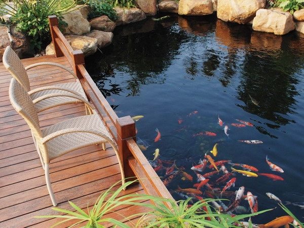 Tipy na hĺbku filtra záhradného jazierka Koi