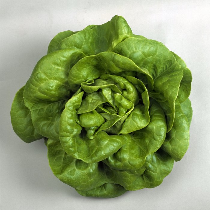 maslový šalát rastliny šalát v záhrade tipy zber