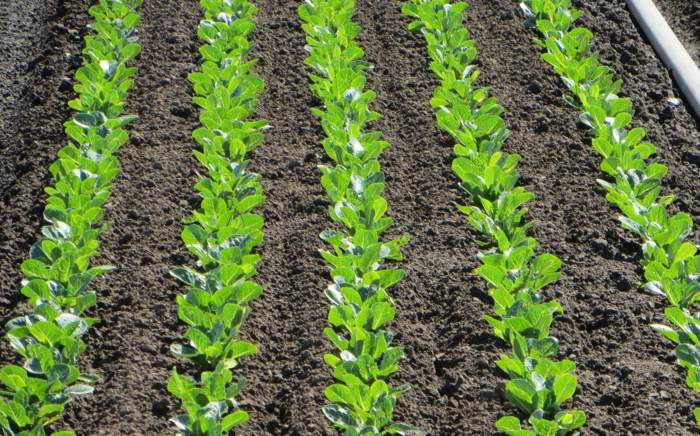 Rímsky šalát v záhrade zasadzuje rady hnojív