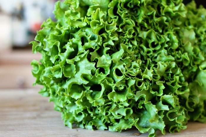 Výsadba šalátu v záhrade zelené leto