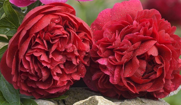 červená kvitnúca pivonka „Diana Parks“