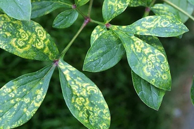 Pivoňkovo žlté listy s typickým vzorom vírusového ochorenia