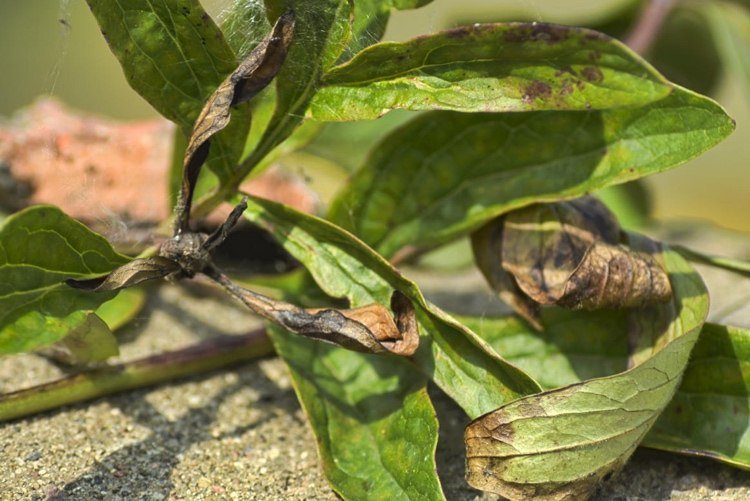 Pivoňka hnedé suché listy sivej plesne botrytis