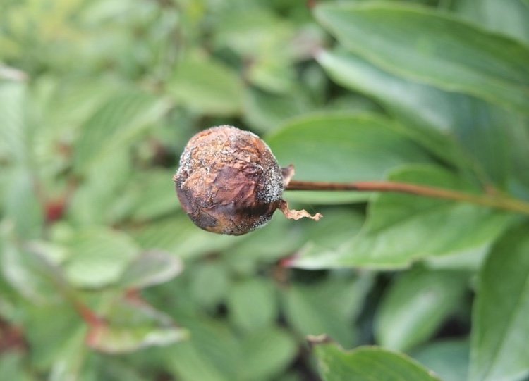 Pivoňkové choroby spôsobené sivou plesňou (botrytída)