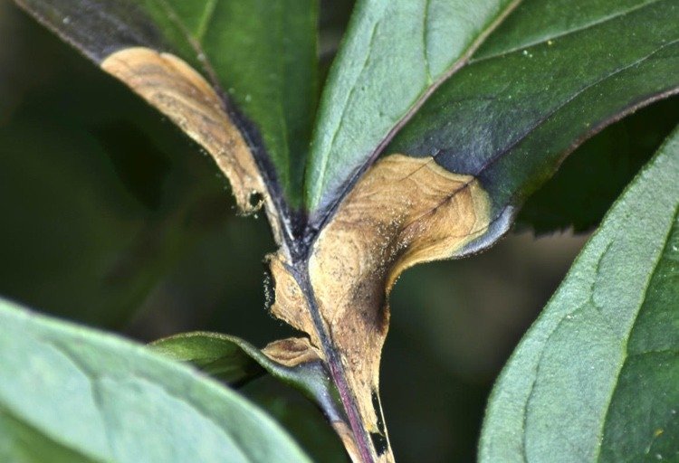 Hubový útok v pivonkách má na liste hnedé škvrny