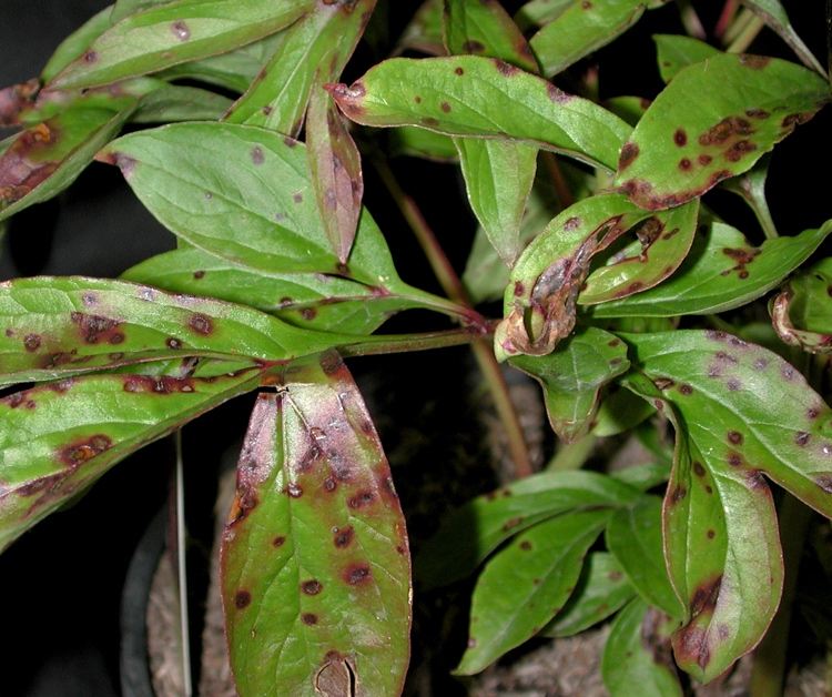 hnedé škvrny na pivonke od Cladosporium paeoniae