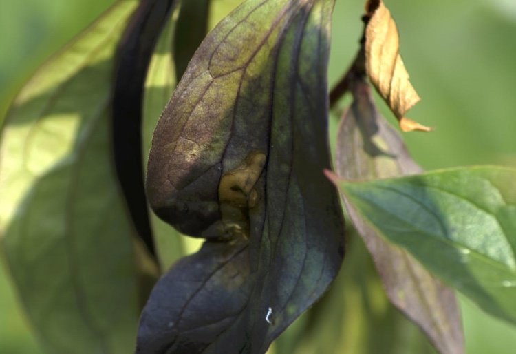 Septoria choroba v pivonkách spôsobená Septoria macrospora