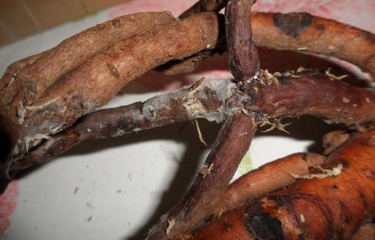 Koreňová hniloba v pivonkách