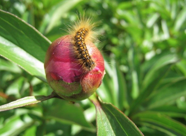 Húsenica na pivonke