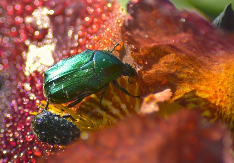 Pivoňky škodia krovke zlatistej ruže (Cetonia aurata)